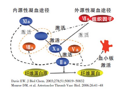 凝血机制与抗凝治疗新观念