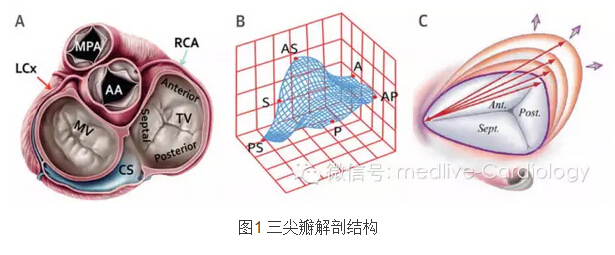 经导管技术治疗三尖瓣返流的10项要点